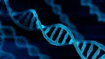 blue-chromosome-dna-and-gradually-glowing-flicker-light-matter-chemical-when-camera-moving-closeup-medical-and-heredity-genetic-health-concept-technology-science-3d-illustration-rendering-stockpack-gettyimages Blue chromosome DNA and gradually glowing flicker light matter chemical when camera moving closeup. Medical and Heredity genetic health concept. Technology science. 3D illustration rendering